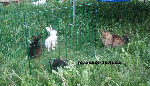 Cat_and_rabbit_by_Usagi_Zakura.jpg